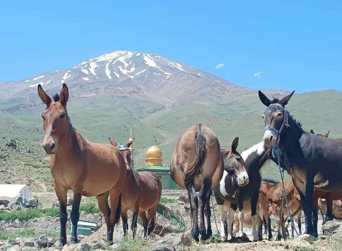 Mount Ararat Trekking Tours