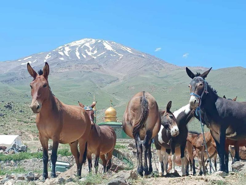 Mount Ararat Trekking Tours