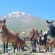 Mount Ararat Trekking Tours