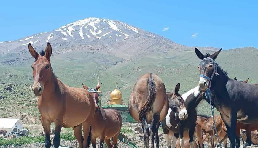Mount Ararat Trekking Tours